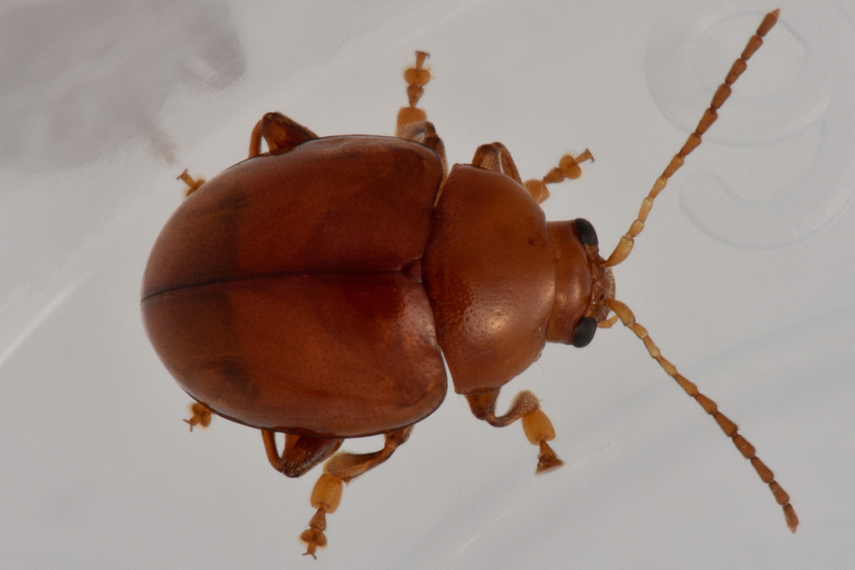 Chrysomelidae: Sphaeroderma  sp.?  S, Sphaeroderma cfr. testaceum